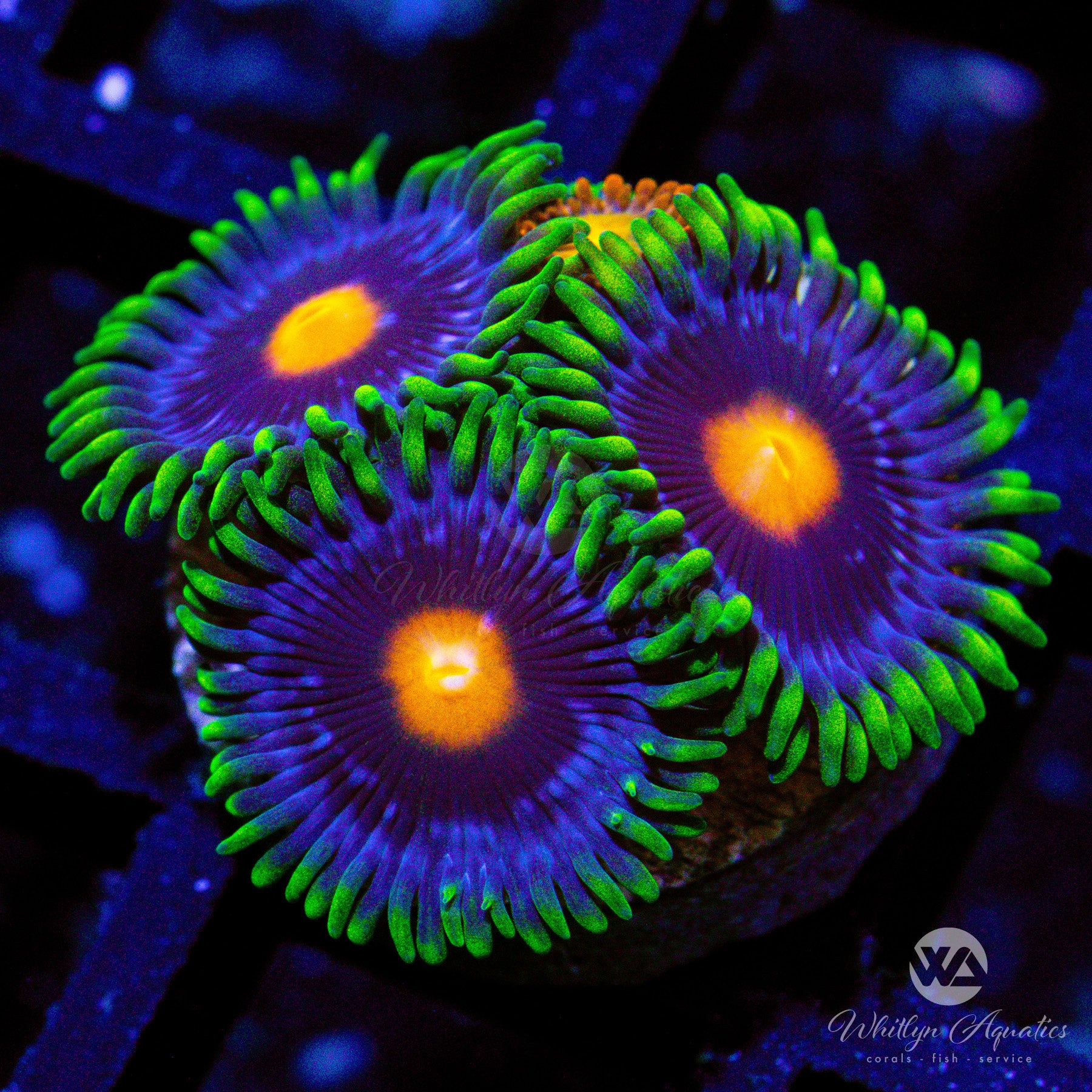 Blow pop Zoanthid (Aquacultured) – Whitlyn Aquatics