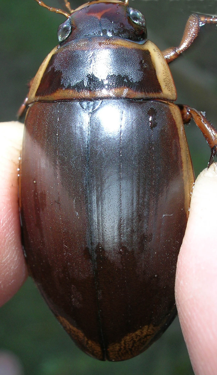 遺伝子解析による未知ゲンゴロウ類の種同定 | 理学部 | 東邦大学