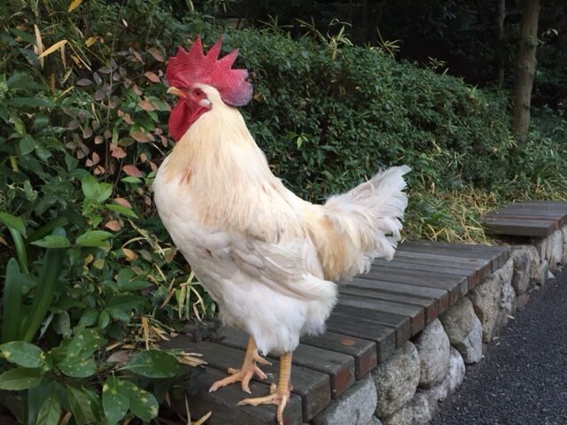 ニワトリのマサヒロ | 地方独立行政法人天王寺動物園