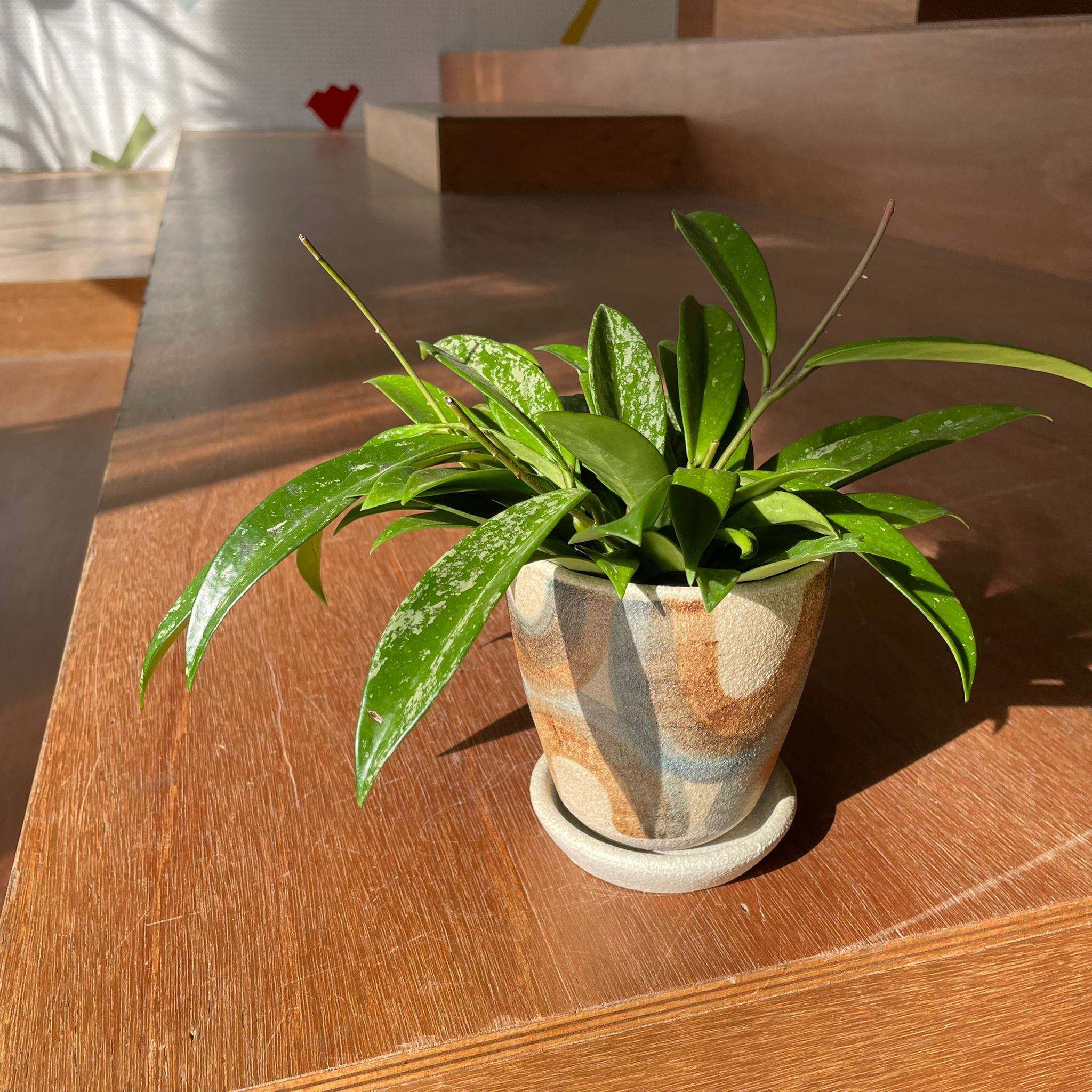 ホヤ シルバーピンク I インドアプランツ I プラントソサエティ