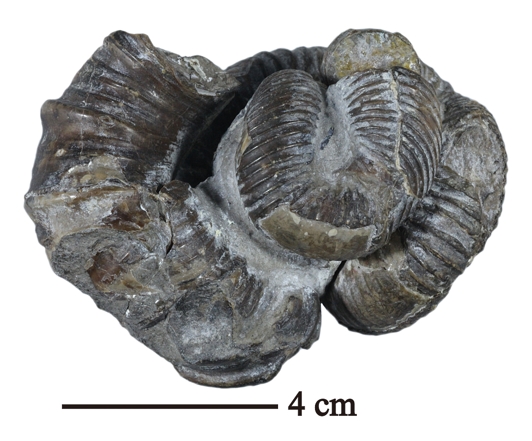 B12 ニッポニテス