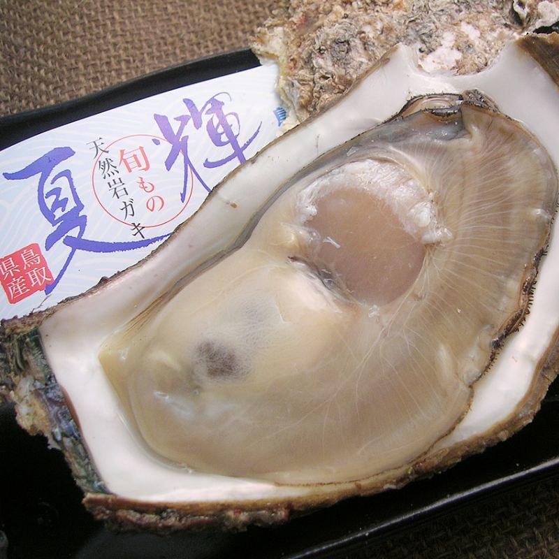 鳥取産 天然岩牡蠣「夏輝」を産地直送／牡蠣の通販専門店海鮮直送 旨い