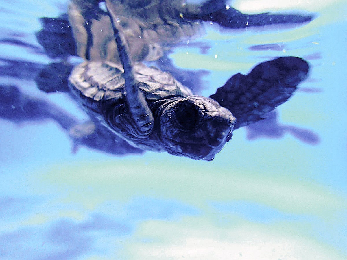 和歌山：ウミガメ赤ちゃん スイスイ：地域ニュース : 読売新聞