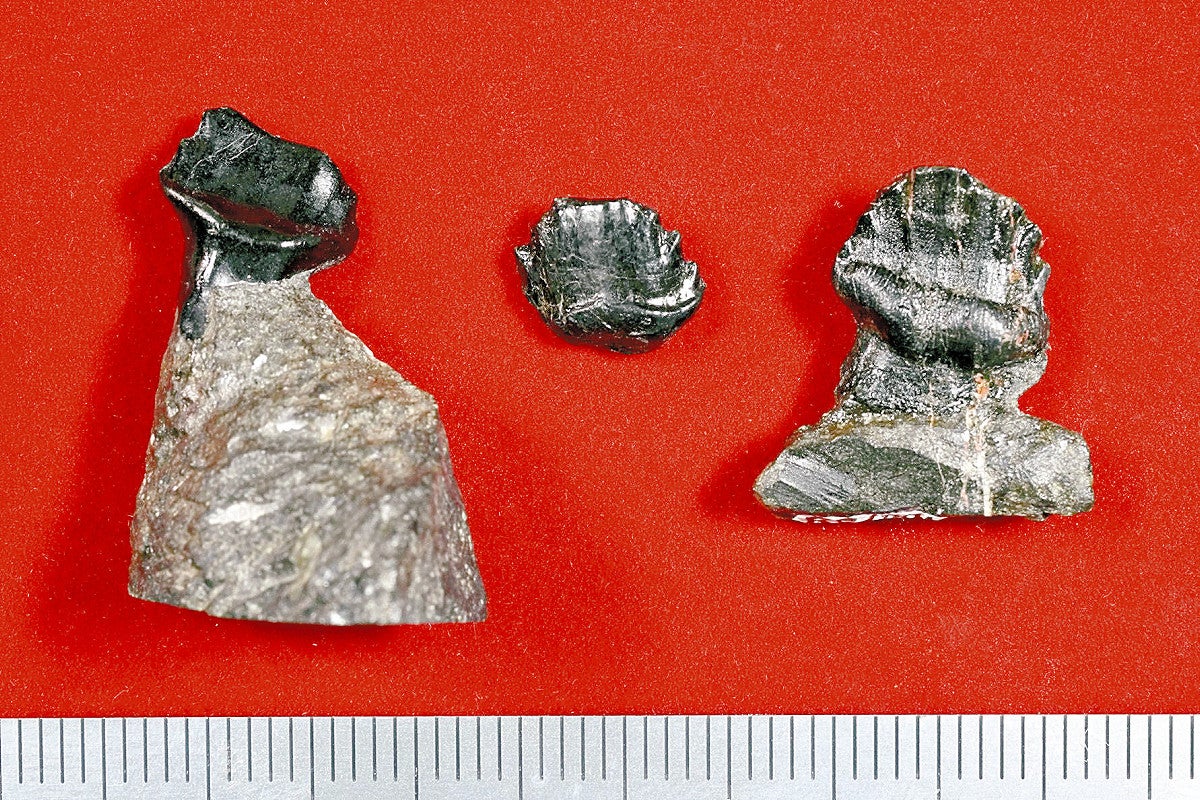 エドモントニア | 恐竜のしっぽ -図鑑- 本物 恐竜 鎧竜エドモントニア