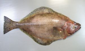 アブラガレイのフィレはとても便利 | コラム | 市場魚貝類図鑑