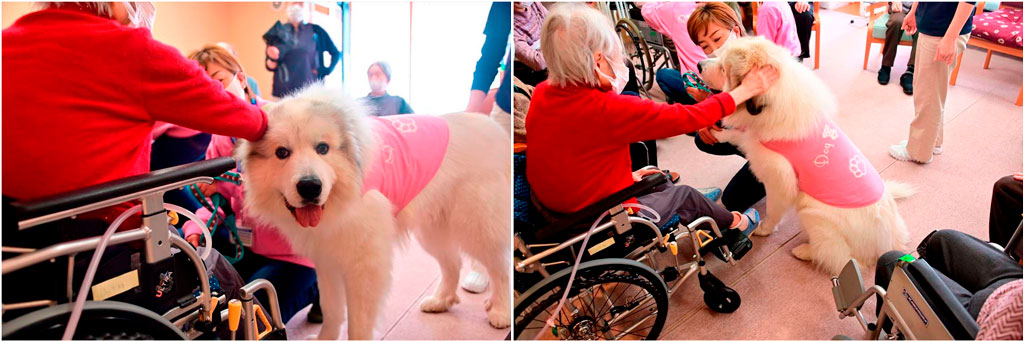 Vol.86 やすらぎの里金井 セラピードッグ派遣 | Zoetis