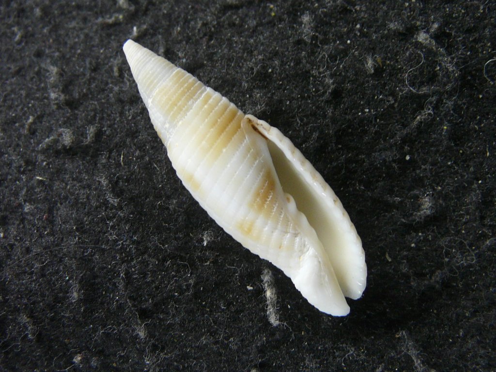 ケーキ】クダマキガイ科・カメガイ科・ツクシガイ科全124個 ケーキ