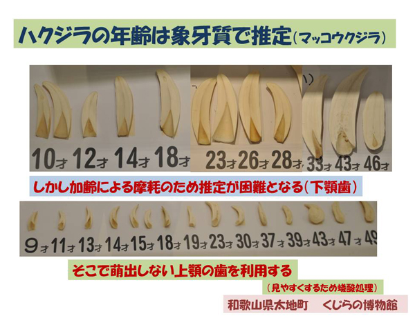 イルカの歯のふしぎ その6／ハクジラの歯 | 岡崎 好秀 先生 | モリタ