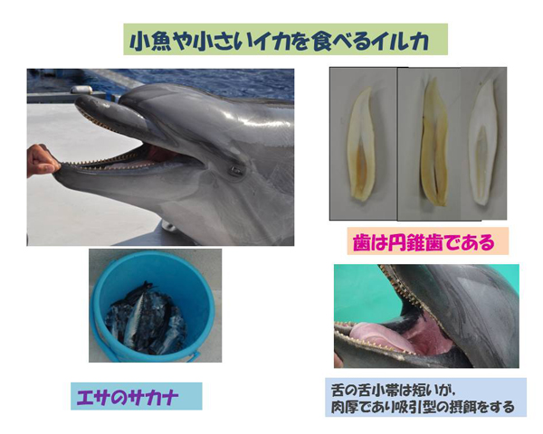 イルカの歯のふしぎ その6／ハクジラの歯 | 岡崎 好秀 先生 | モリタ