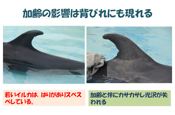 イルカの歯のふしぎ その5／下顎骨で音を聞く | 岡崎 好秀 先生