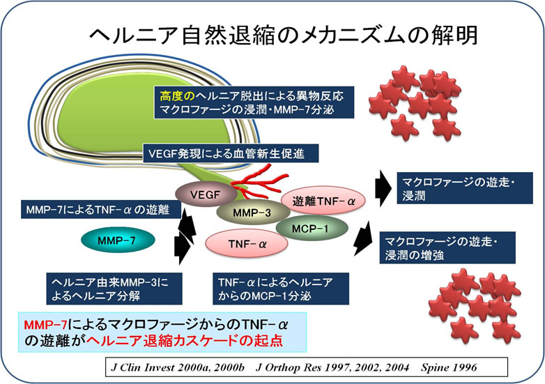基礎研究班 | 山梨大学大学院整形外科学講座