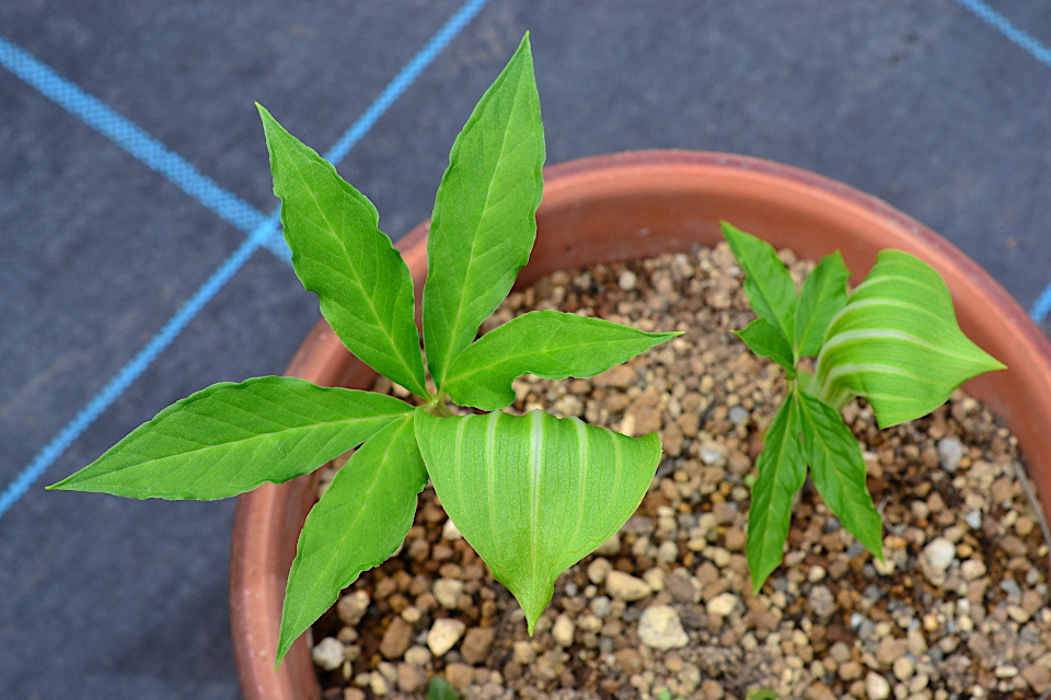 アムールテンナンショウ | 山科植物資料館