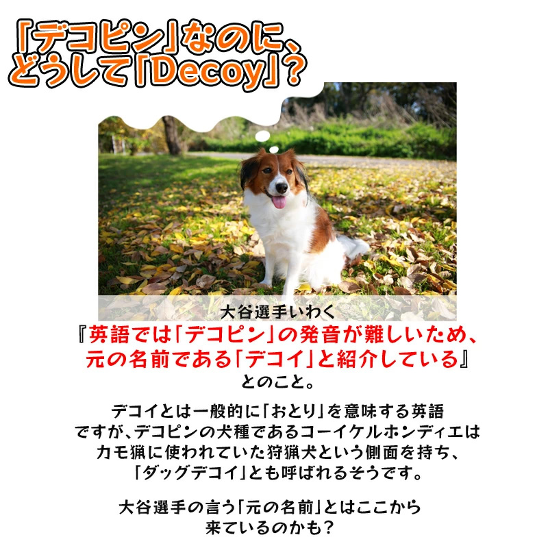 ロトウェアー□ ドジャース・大谷選手の愛犬「デコピン（デコイ