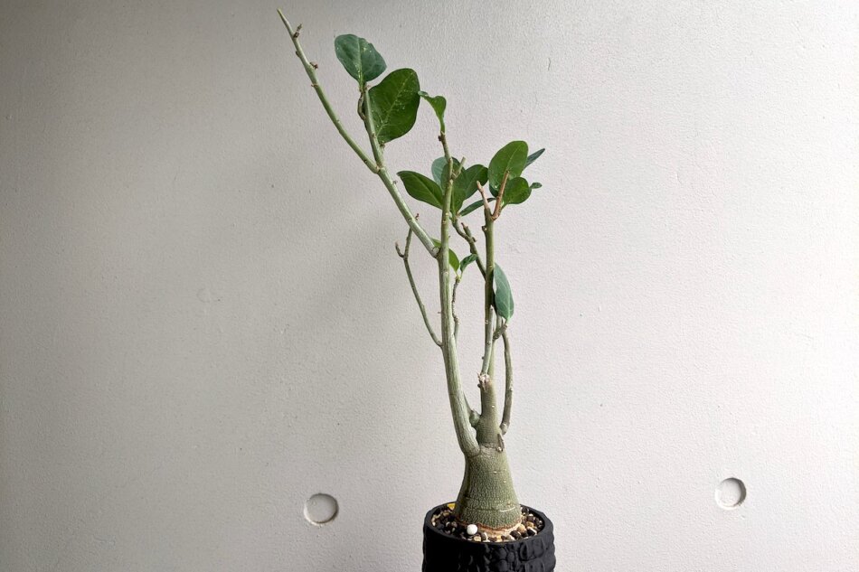 アデニア・ペチュエリー（Adenia pechuelii）の紹介 – ゆるぷ