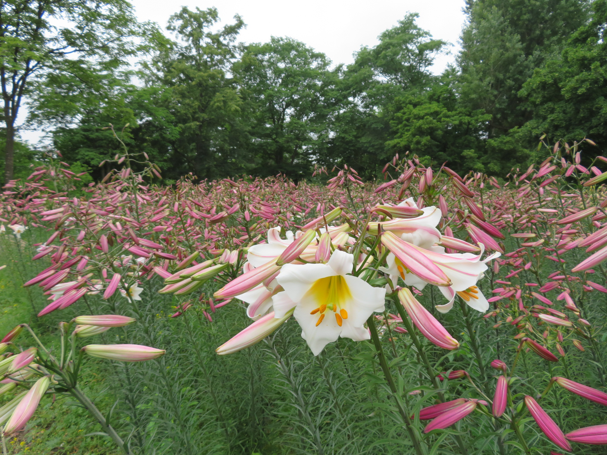 世界の百合広場】開花情報（7月5日） | 百合が原公園