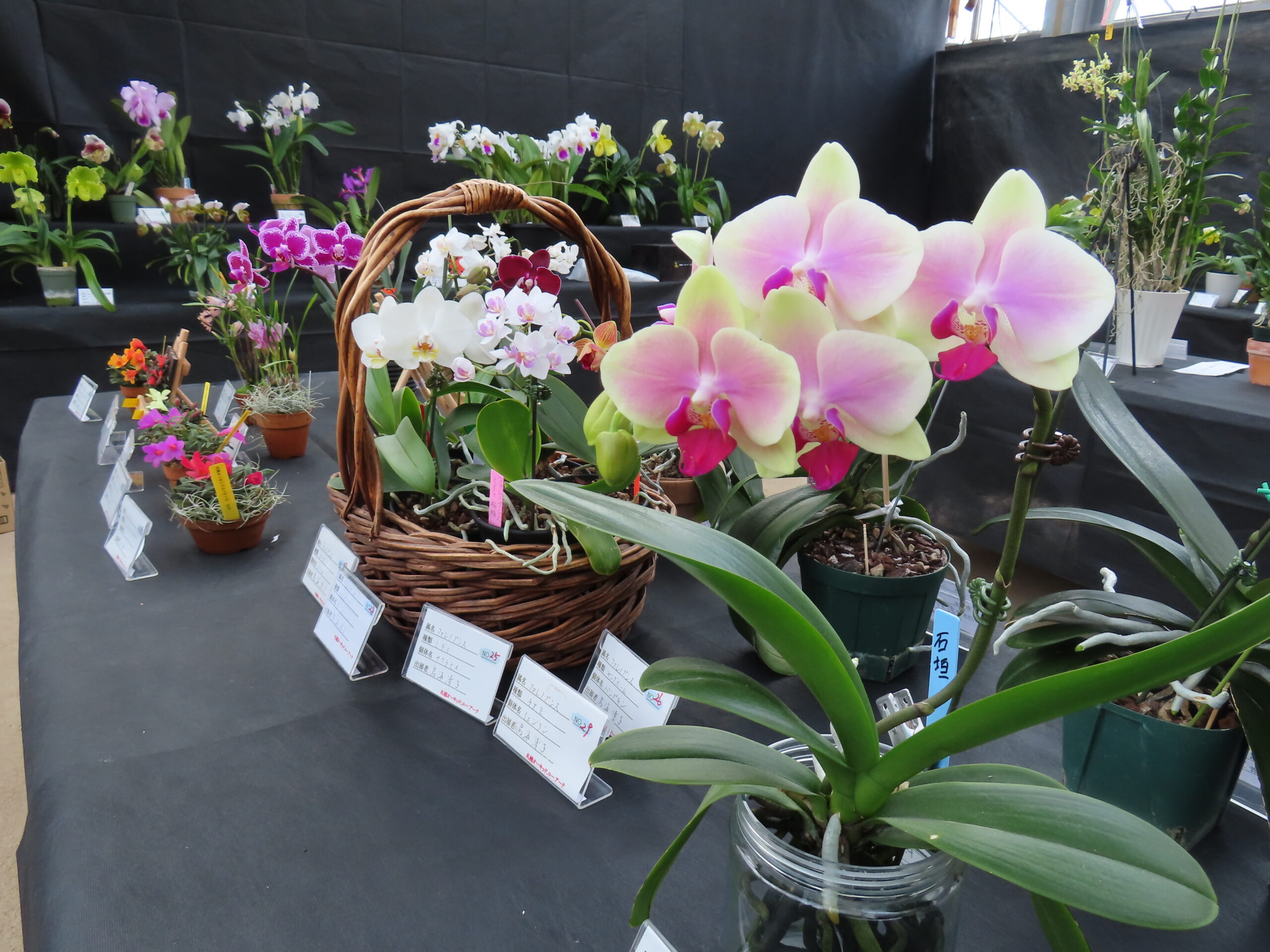 明日から「市民ラン展」開催（2026年1月26日） | 百合が原公園