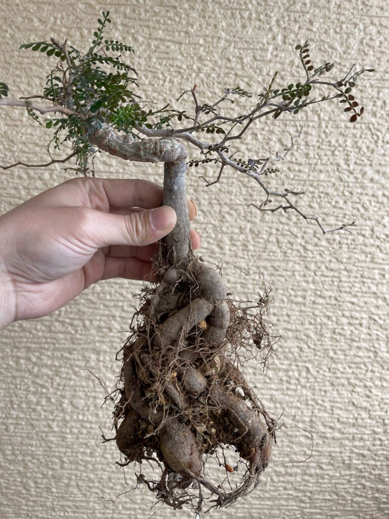 オペルクリカリア・パキプスの育て方‐おーきっどblog