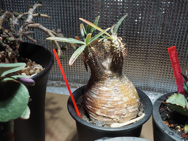 パキポディウム・グラキリス(現地球)を1年以上管理した育成方法と成長