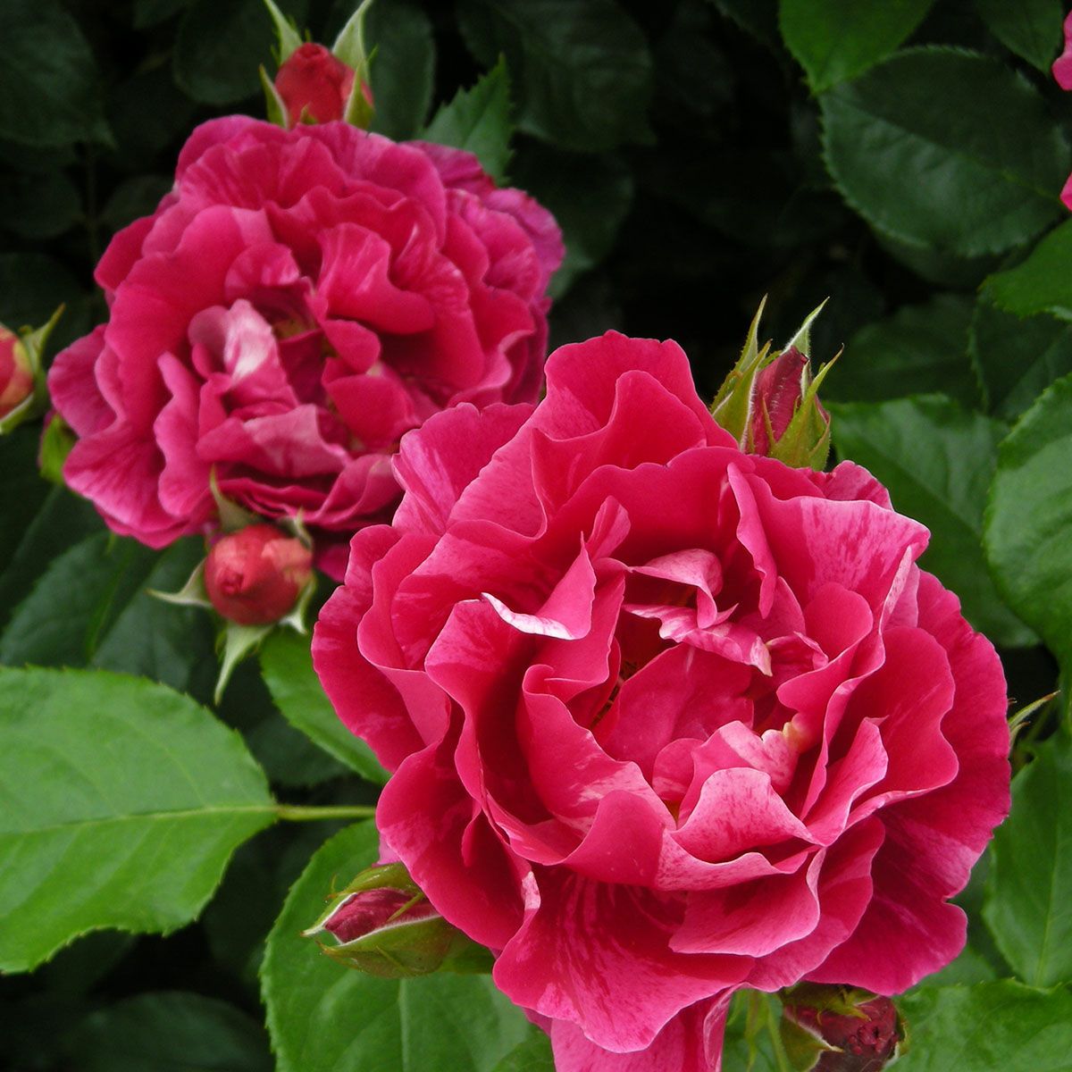 バラ苗 【ギーサヴォア】 (大苗) シュラブ 半つる性 四季咲き 大輪 複