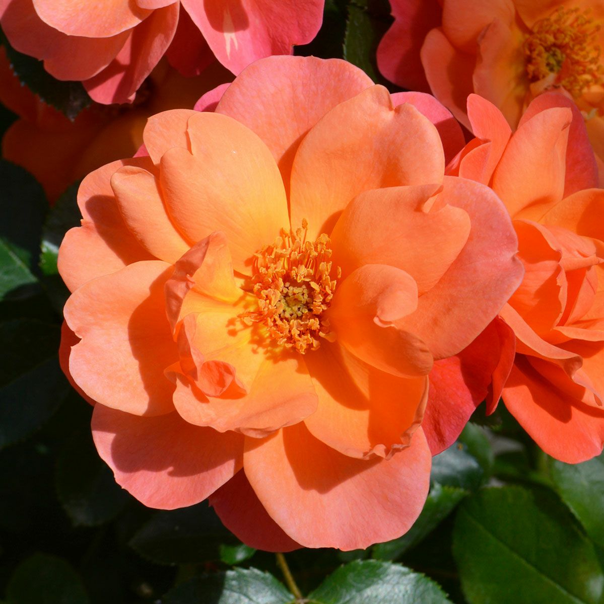 オレンジ系のバラ | THE ROSE SHOP｜バラ専門店 ザローズショップ 本店