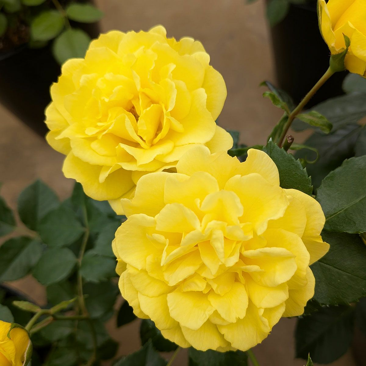 大苗 | THE ROSE SHOP｜バラ専門店 ザローズショップ 本店 - バラ苗の通販