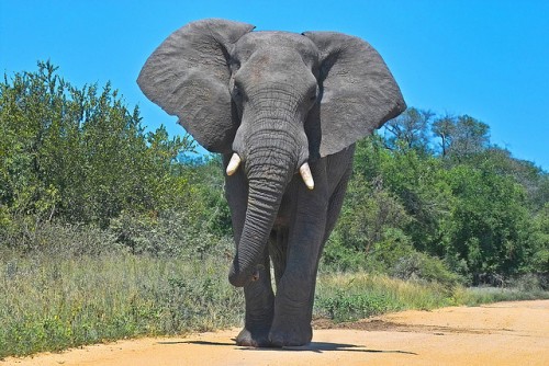 ゾウは足裏で30～40キロ先の震動を感知することができる | 動物