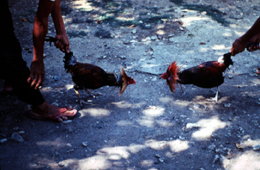 食用以外の鶏たち | 畜産ZOO鑑（ちくさんずーかん）