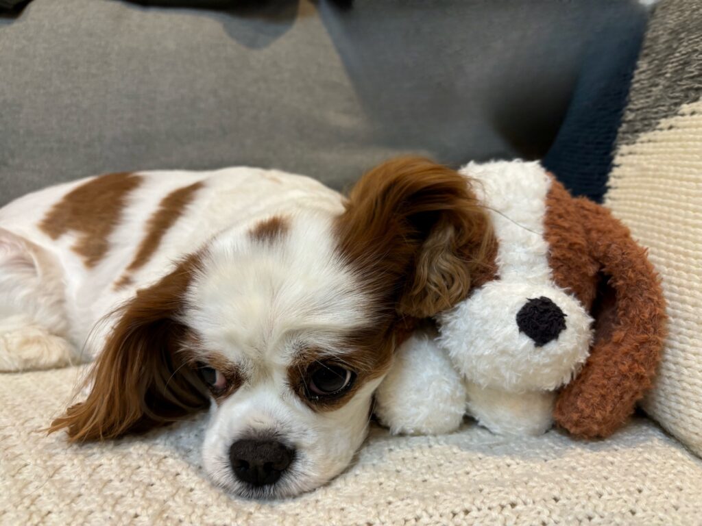 キャバリアグッズ】ジェラート ピケ スリーピングドッグ – キャバリア