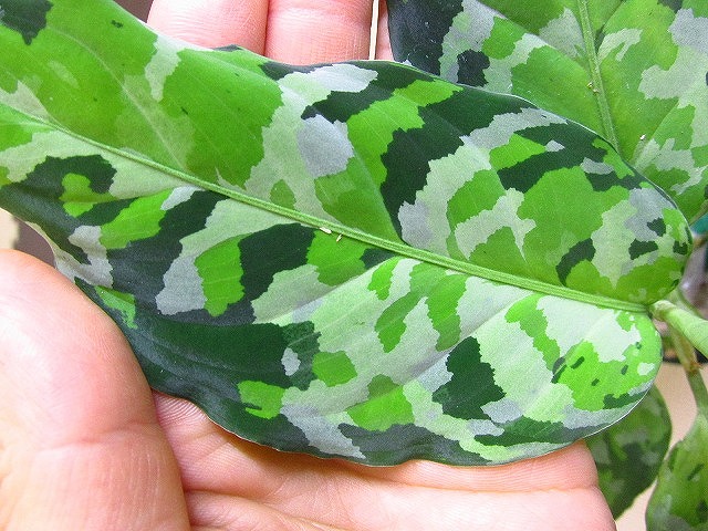 アグラオネマ アンダマン ポートブレア 北部地域産 タイプ2 | 希少