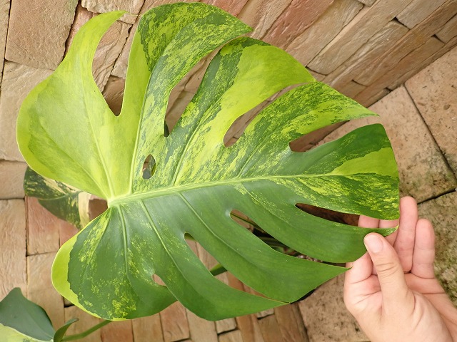 モンステラ デリシオーサ 極選抜 鮮黄色 (Monstera deliciosa var