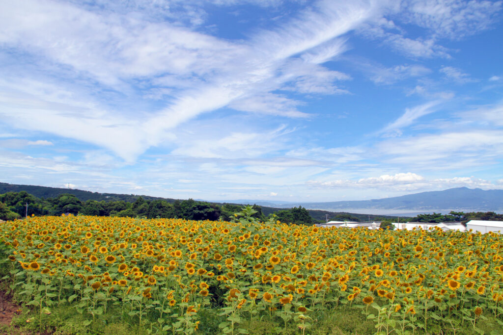 ひまわり畑を発見〜2025＠瑞穂町岩戸地区