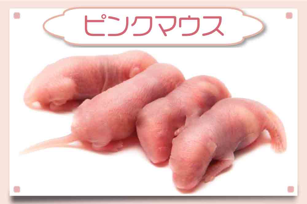 ピンクマウスSサイズ】通販・安いおすすめ餌｜200匹（1匹52円
