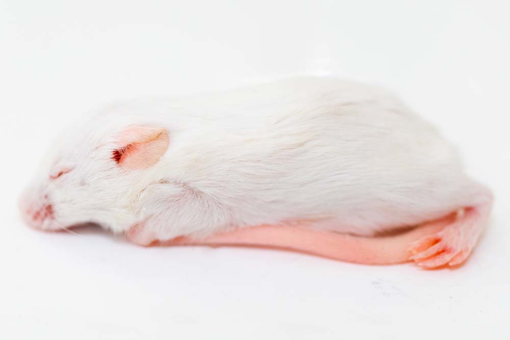 アダルトマウスMサイズ】300匹（1匹150円）安い通販｜東京販売店