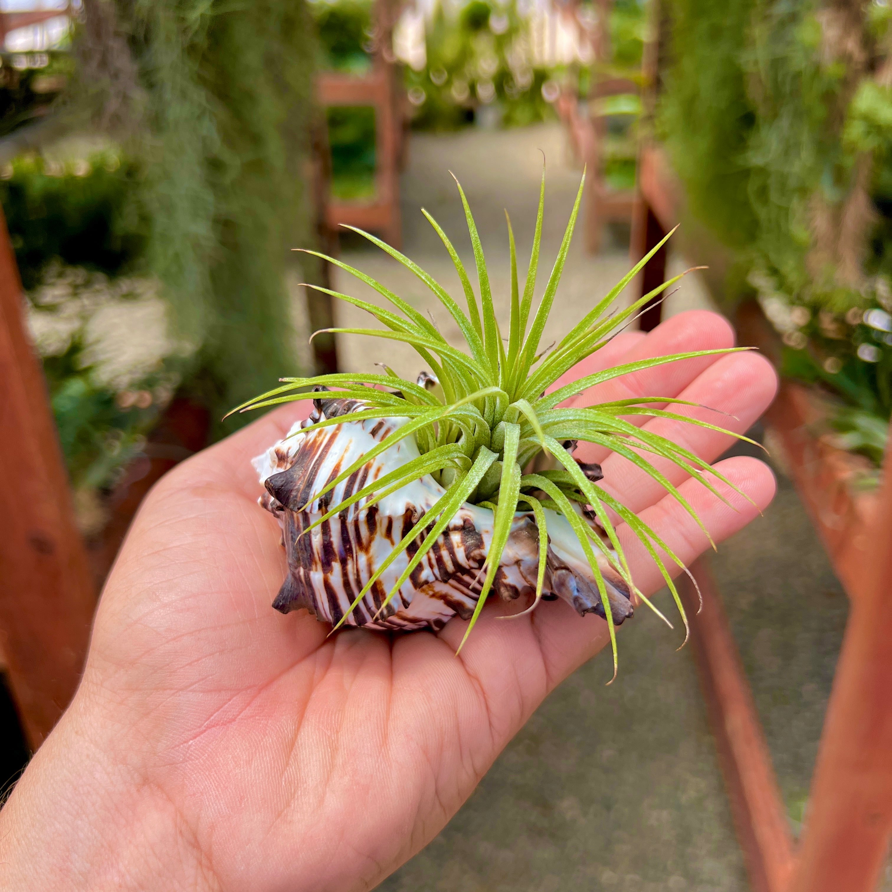 Zebra Murex Shell Regular + Air Plant – Air Plant Hub