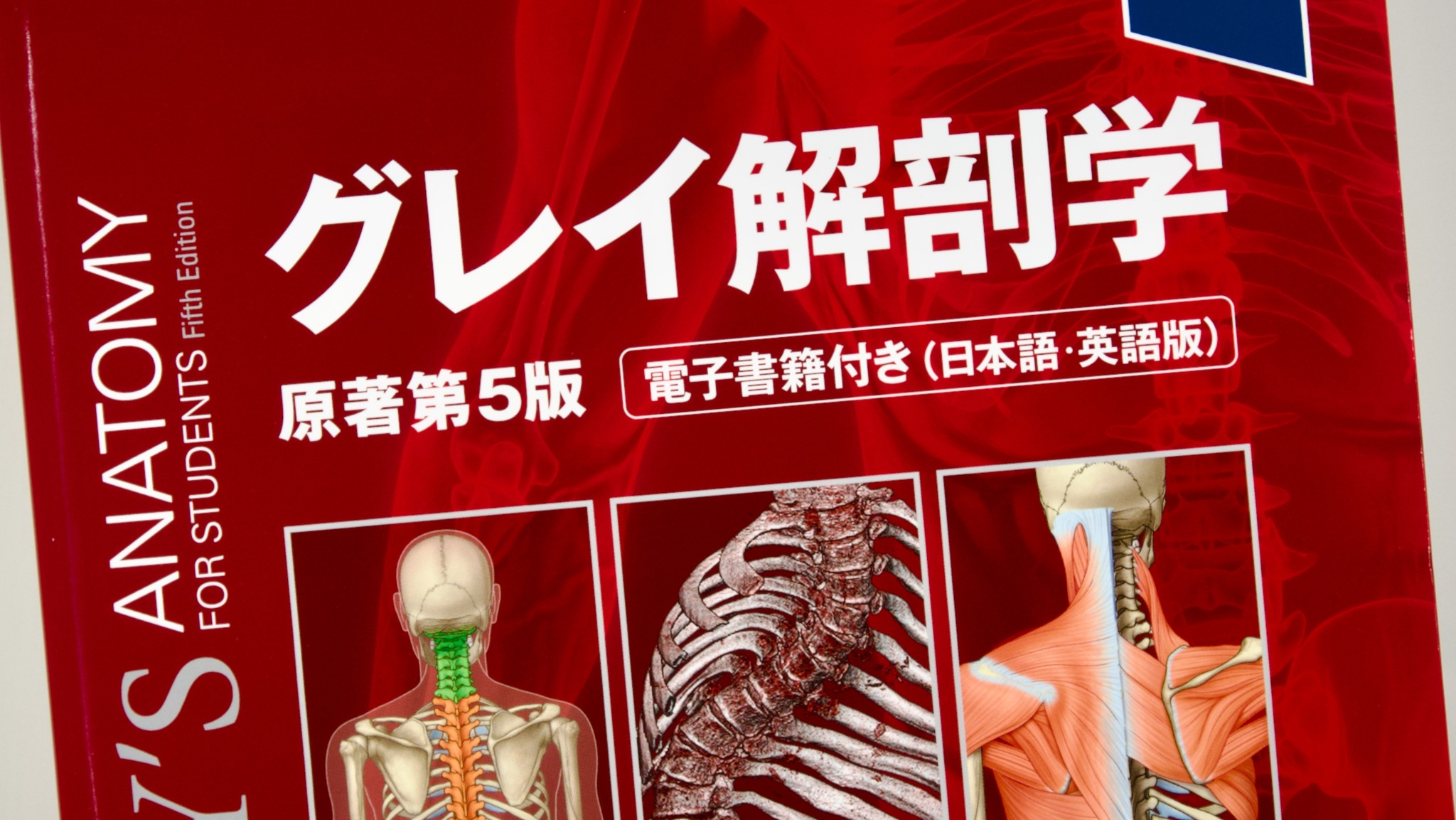 グレイ解剖学 原著第5版 / Anatomy 今日も明日も/グレイ解剖学 原著第5版