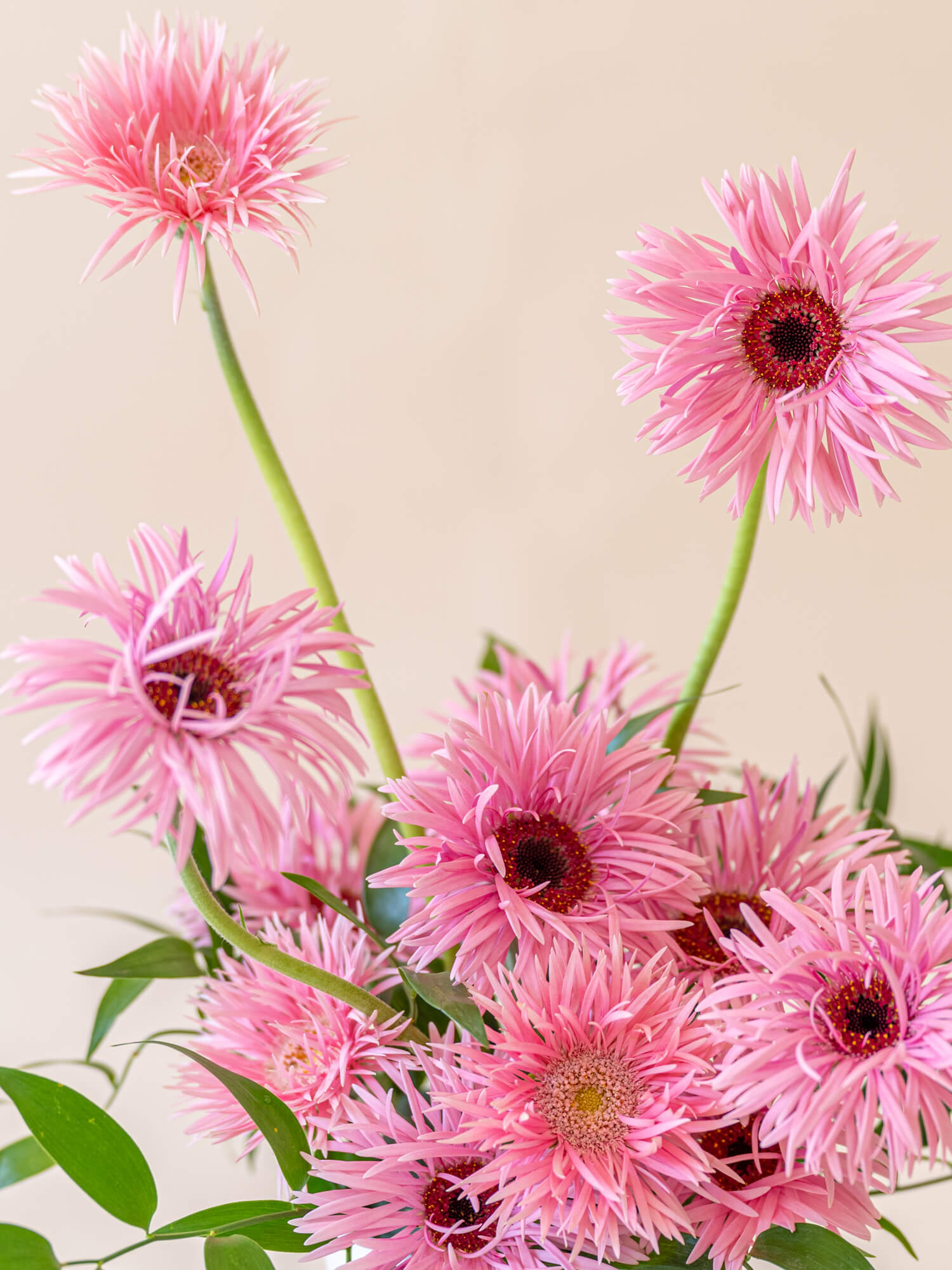 ガーベラのアレンジ 12本 - ピンク - | お花の通販AND PLANTS (アンド