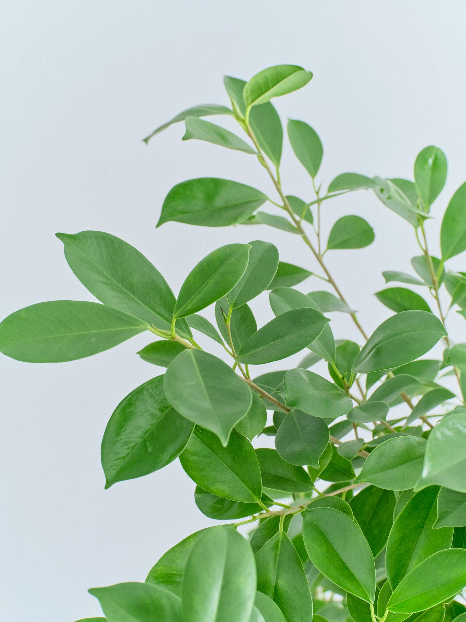 ガジュマル XL【全国発送可能】 | 観葉植物の通販 AND PLANTS (アンド