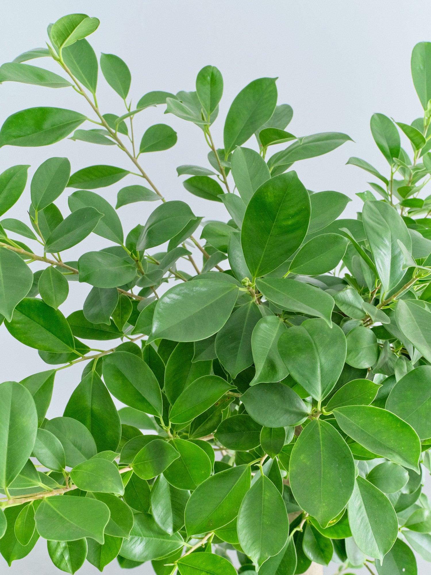 ガジュマル XL【全国発送可能】 | 観葉植物の通販 AND PLANTS (アンド