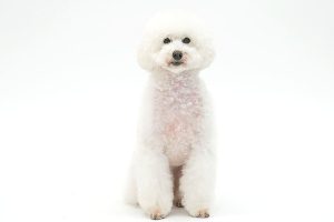 トイプードル | アニマルプロ株式会社