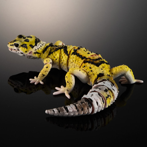 いきもの大図鑑アドバンス ヒョウモントカゲモドキ3種セット」可動
