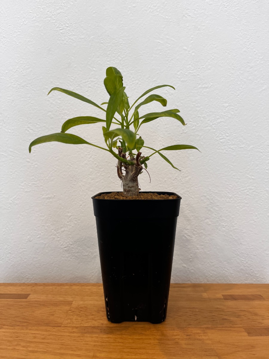 フォークイエリア・ファシクラータ（実生）_01 | SHELF