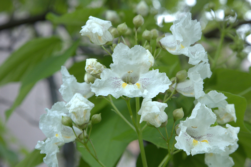 フェイラー社との限定コラボデザインハンカチが完成 :: 同志社女子大学