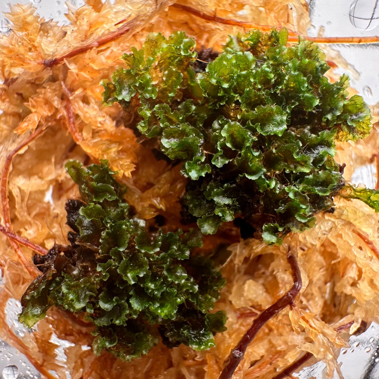 ①【3セット限定タイムセール！】P.willinckii OMG 前葉体 - メルカリ