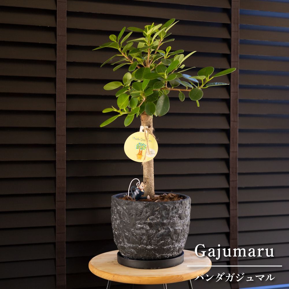 斑入りガジュマル パンダ 丸台木 接木株 活着済 白斑強 5号鉢 丸幹