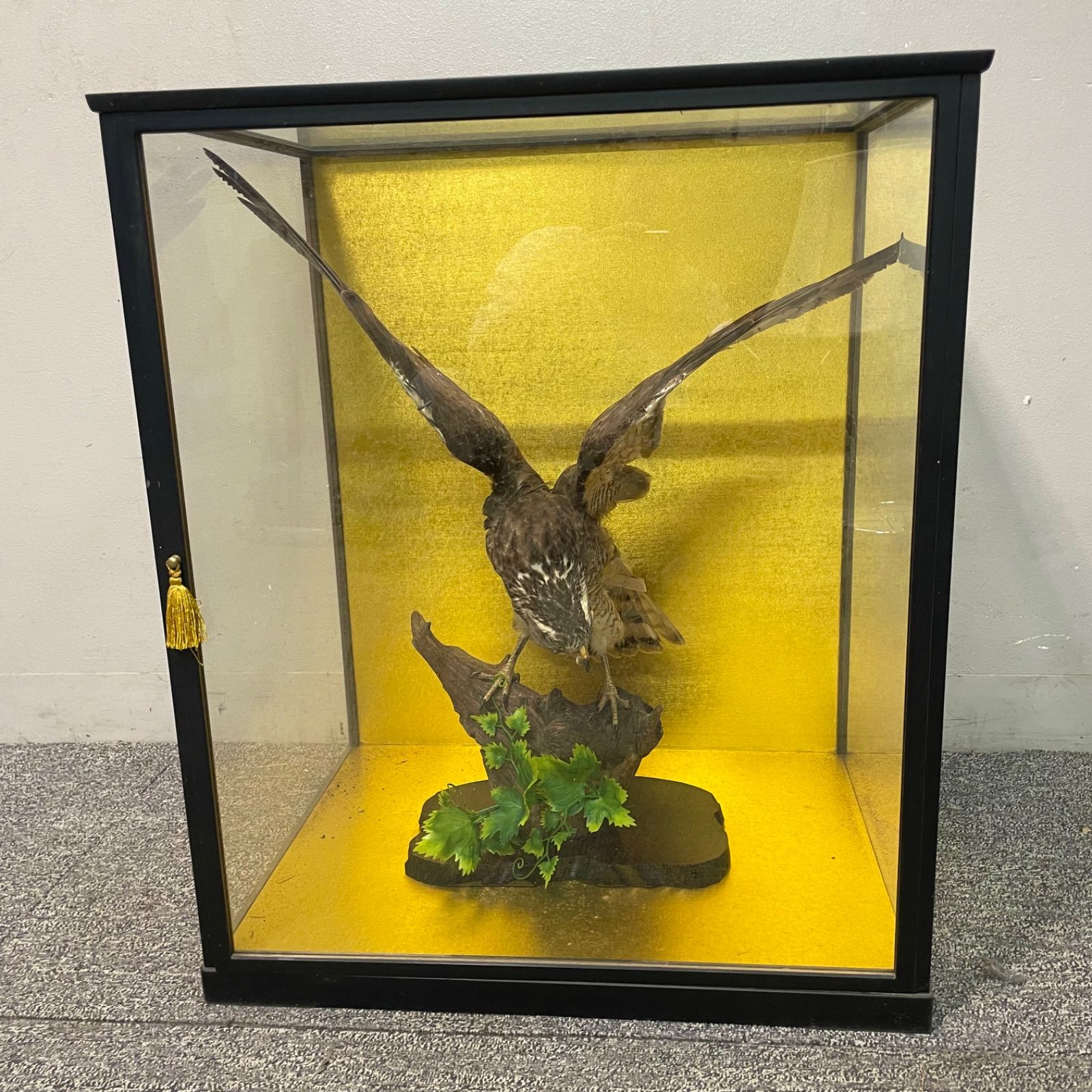 ♭ 鷹 剥製 ガラスケース付き オブジェ - メルカリ