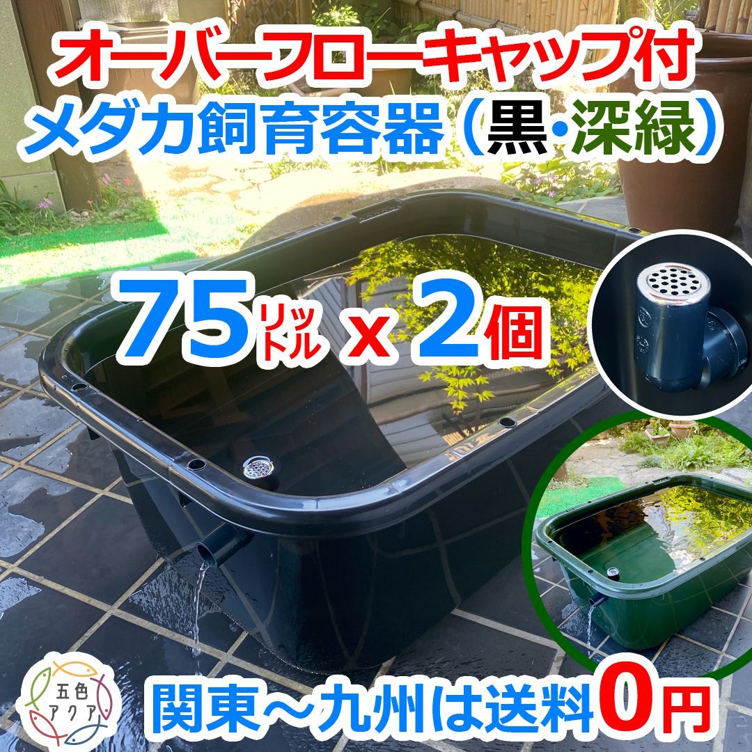 新タイプ】メダカ飼育ケース 75㍑x2個【黒・深緑あり】オーバーフロー