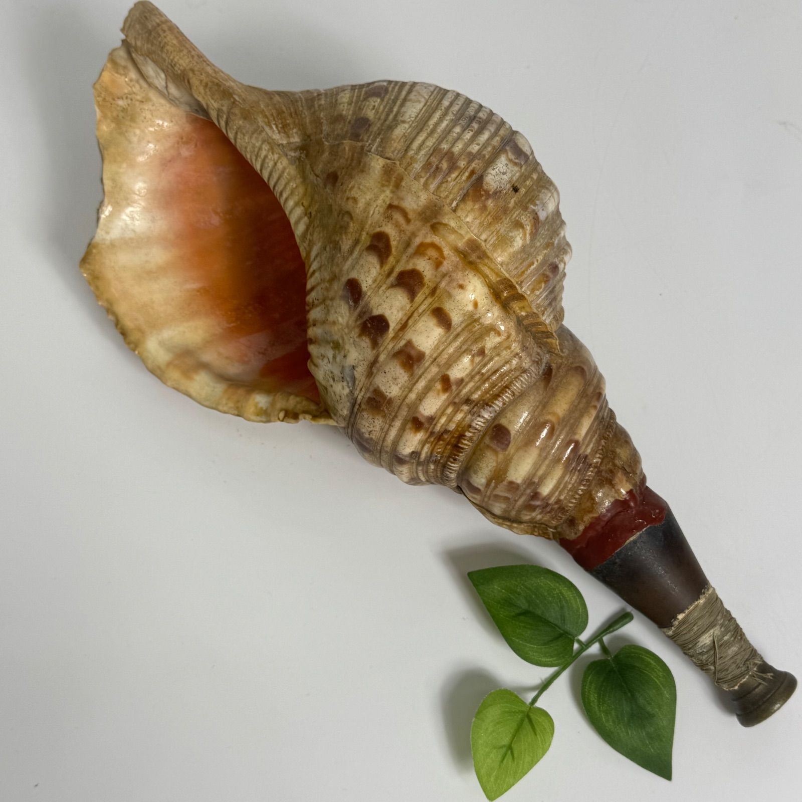 希少・アンティーク】天然 法螺貝 ほら貝 吹奏楽器 約40cm 修験道 仏具