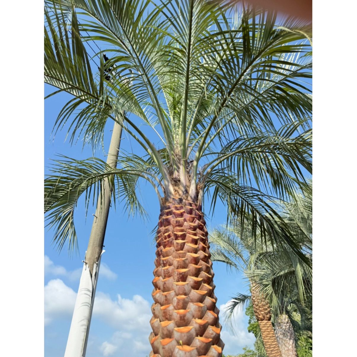 なかむら様専用】ココスヤシ (178) 極太幹シルバーリーフ 【公式通販】