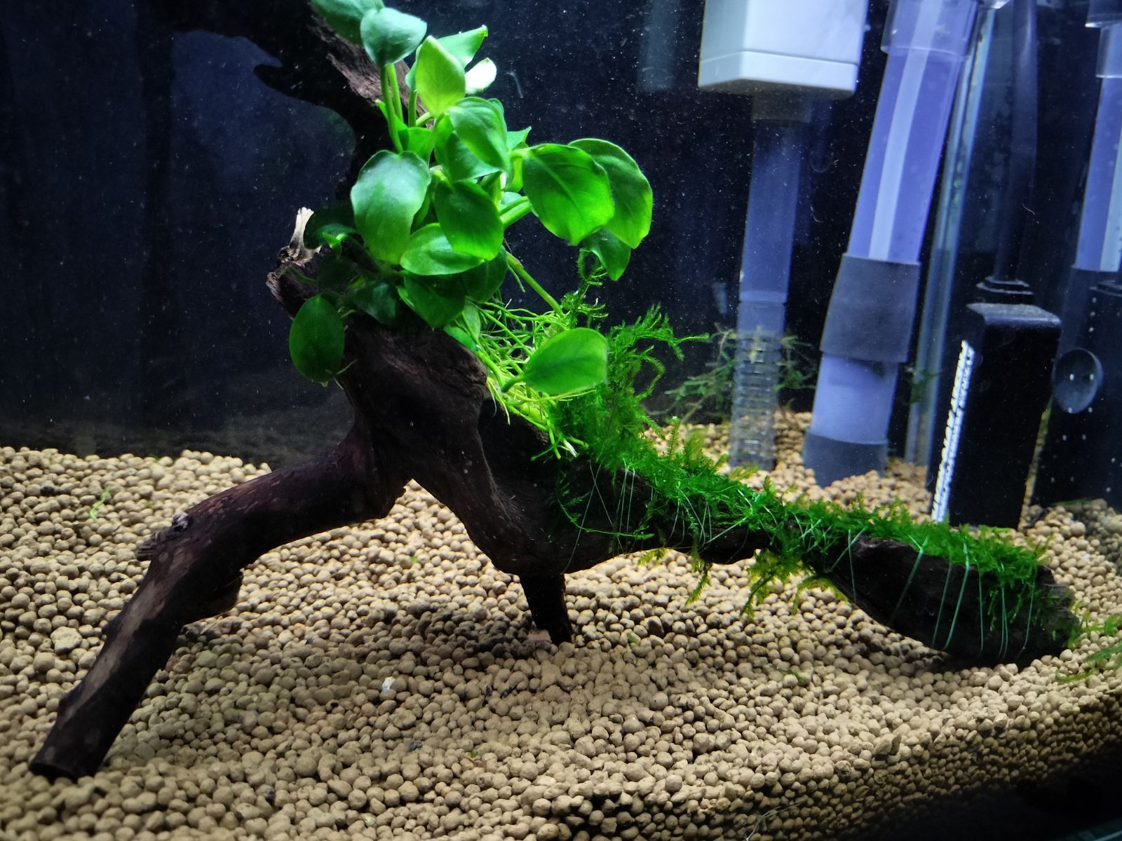 流木盆栽付き石 南米ウィローモス アヌビアス 水槽アクアリウム mini