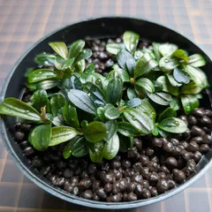 2026年最新】ブセファランドラspクダガンの人気アイテム - メルカリ